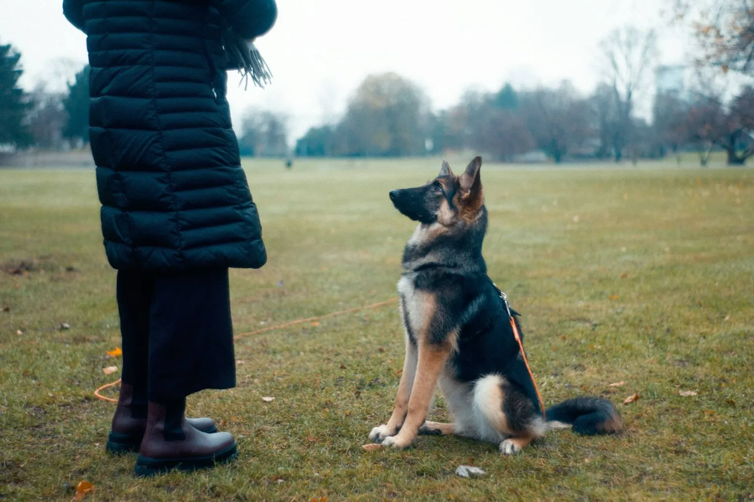 Dog sitting attentively beside a trainer in a park