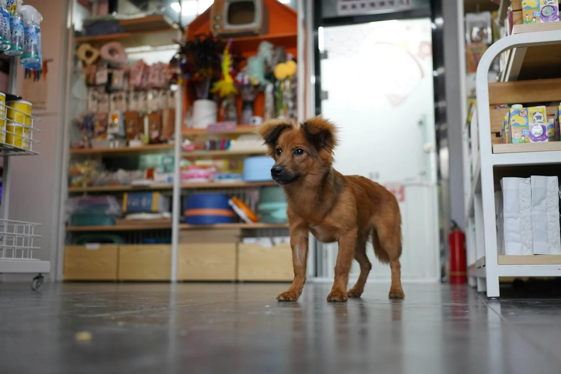 Small dog standing inside a pet supply shop