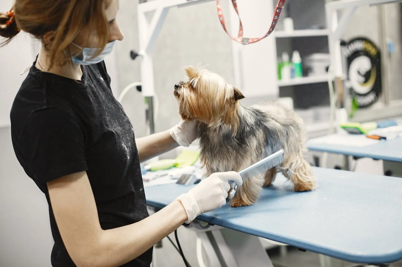 Pet groomer brushing a small dog on a grooming table